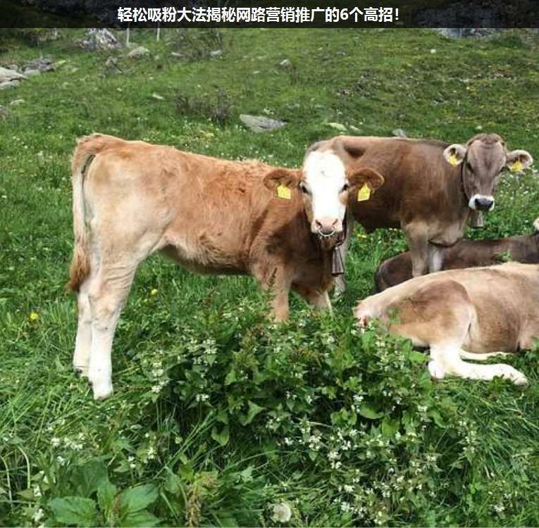 輕松吸粉大法揭秘網(wǎng)路營銷推廣的6個高招!